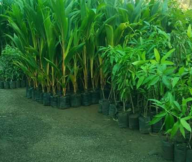 Coconut Plant