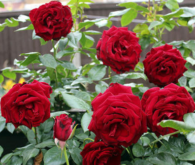 Rose Plant